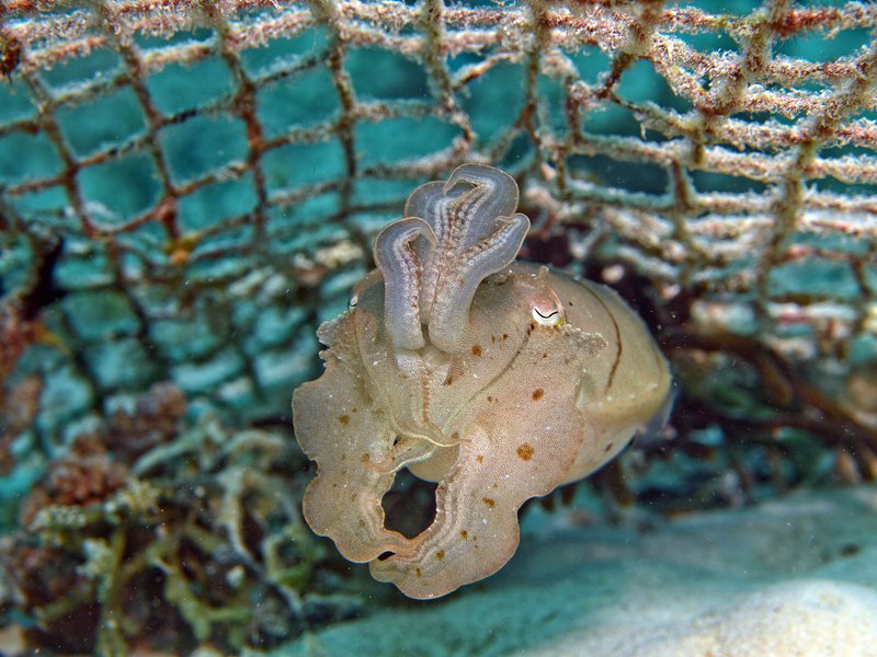 Squid, Home Reef